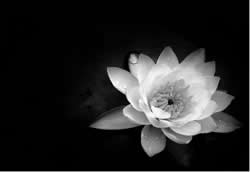 Ölenlere Rahmet Yaralılara Acil Şifalar Diliyorum